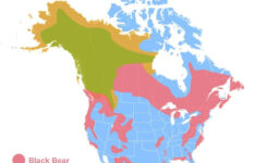 6 Best Ultralight Bear Canisters For Backpacking In 2019 Greenbelly