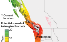 A New Map Shows Where murder Hornets Could Spread In The U S
