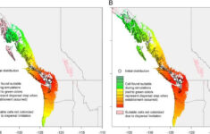 Asian Giant Hornet Could Spread rapidly Through BC And Washington