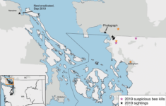 Asian Giant Hornet North Central IPM Center
