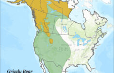 Bear Safety When Camping Tips Tricks Myths And Facts Bear Habitat