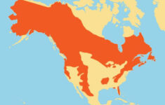 Black Bear Black Bear Bear Species Animal Habitats