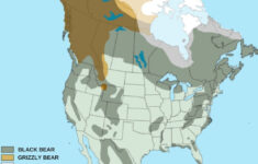 Black Bear Grizzly Bear Population And Distribution United States