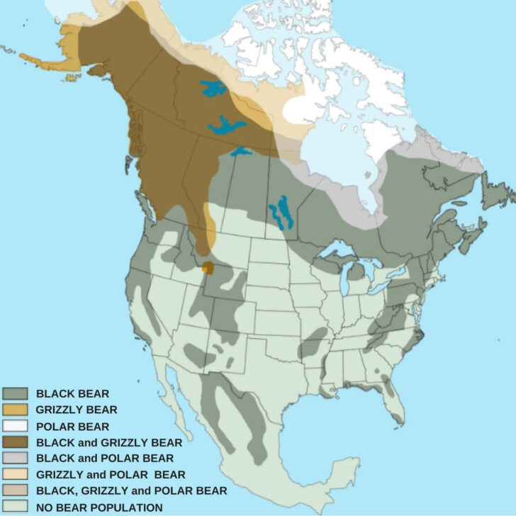 Bears In The USA Map